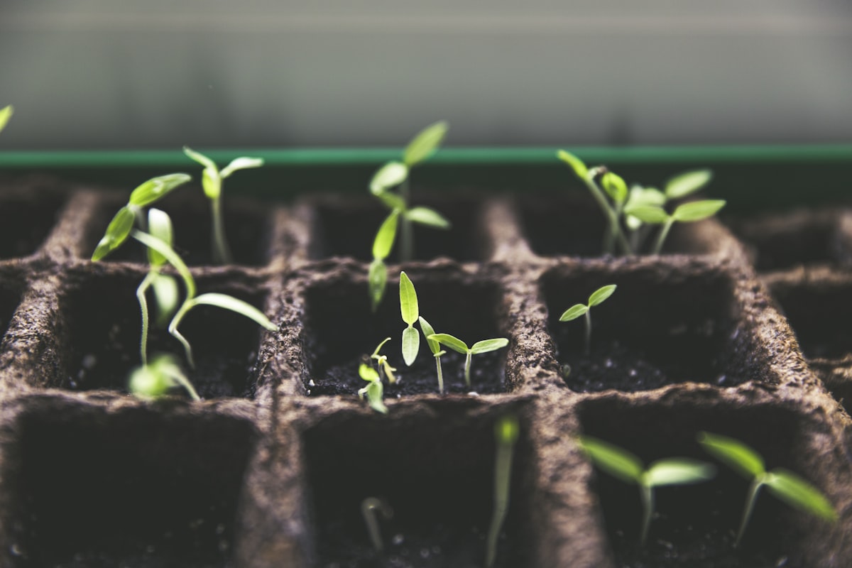 Agriculture — jeunes semis