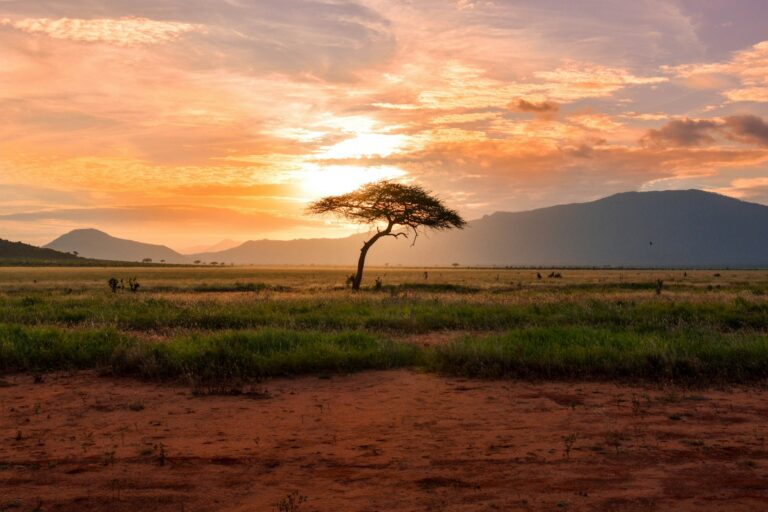 Paysage de savane africaine